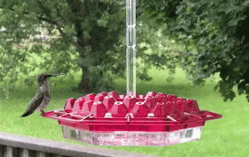 Ant Proof Hummingbird Feeder Outdoor Hanging Perch