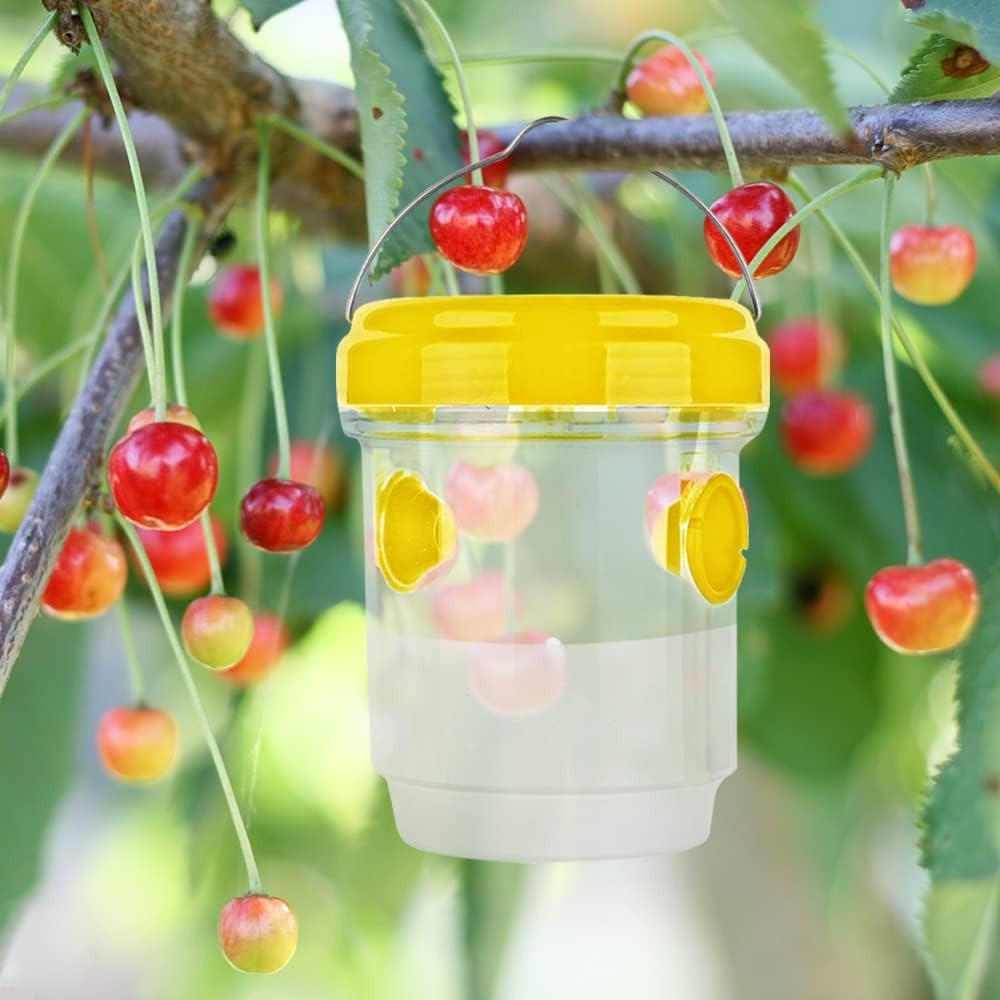 Insect Fruit Fly Traps